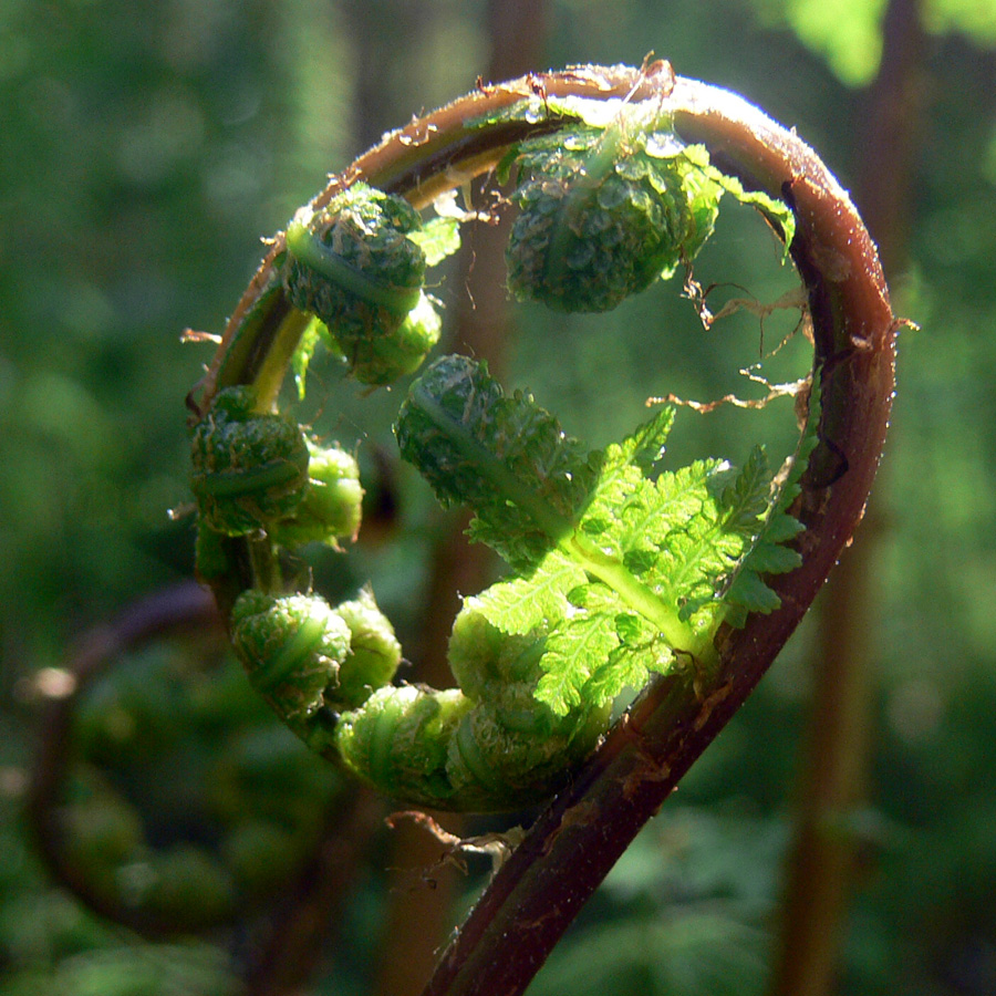 Изображение особи Athyrium filix-femina.