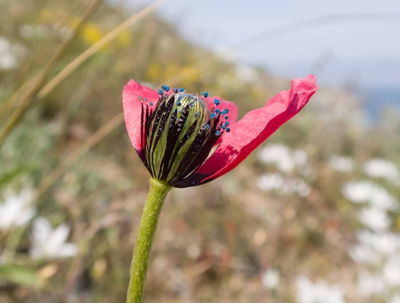 Image of Papaver hybridum specimen.