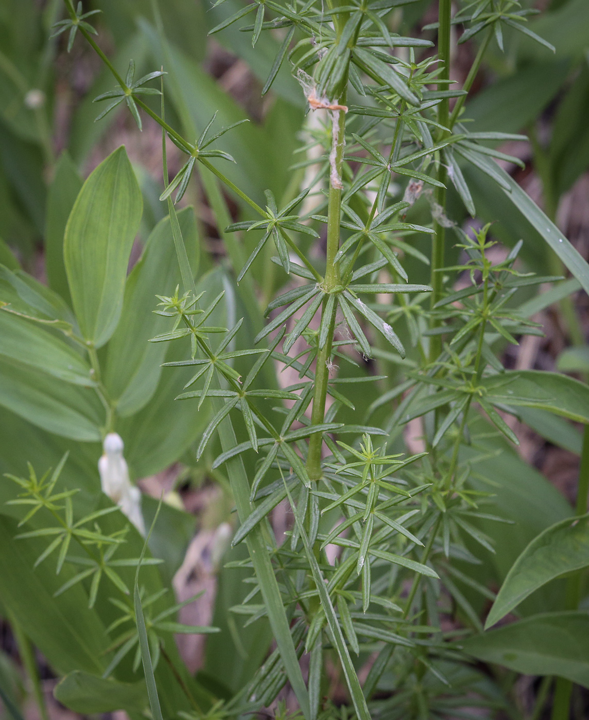 Image of Galium verum specimen.