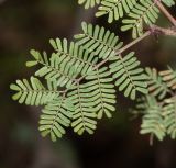 Mimosa aculeaticarpa