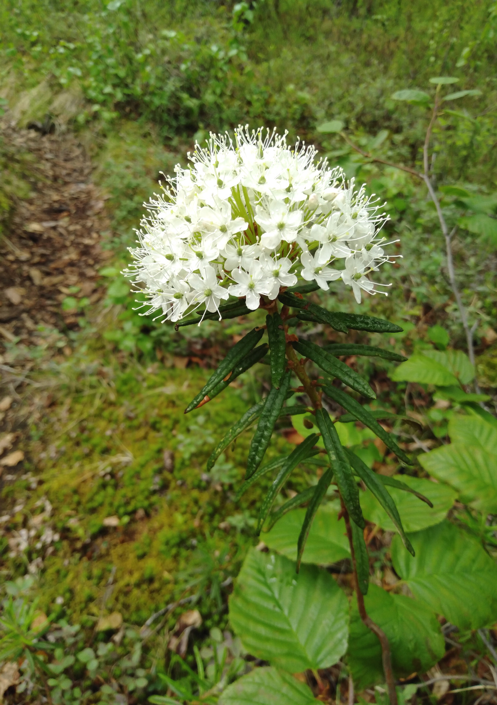 Image of Ledum palustre specimen.