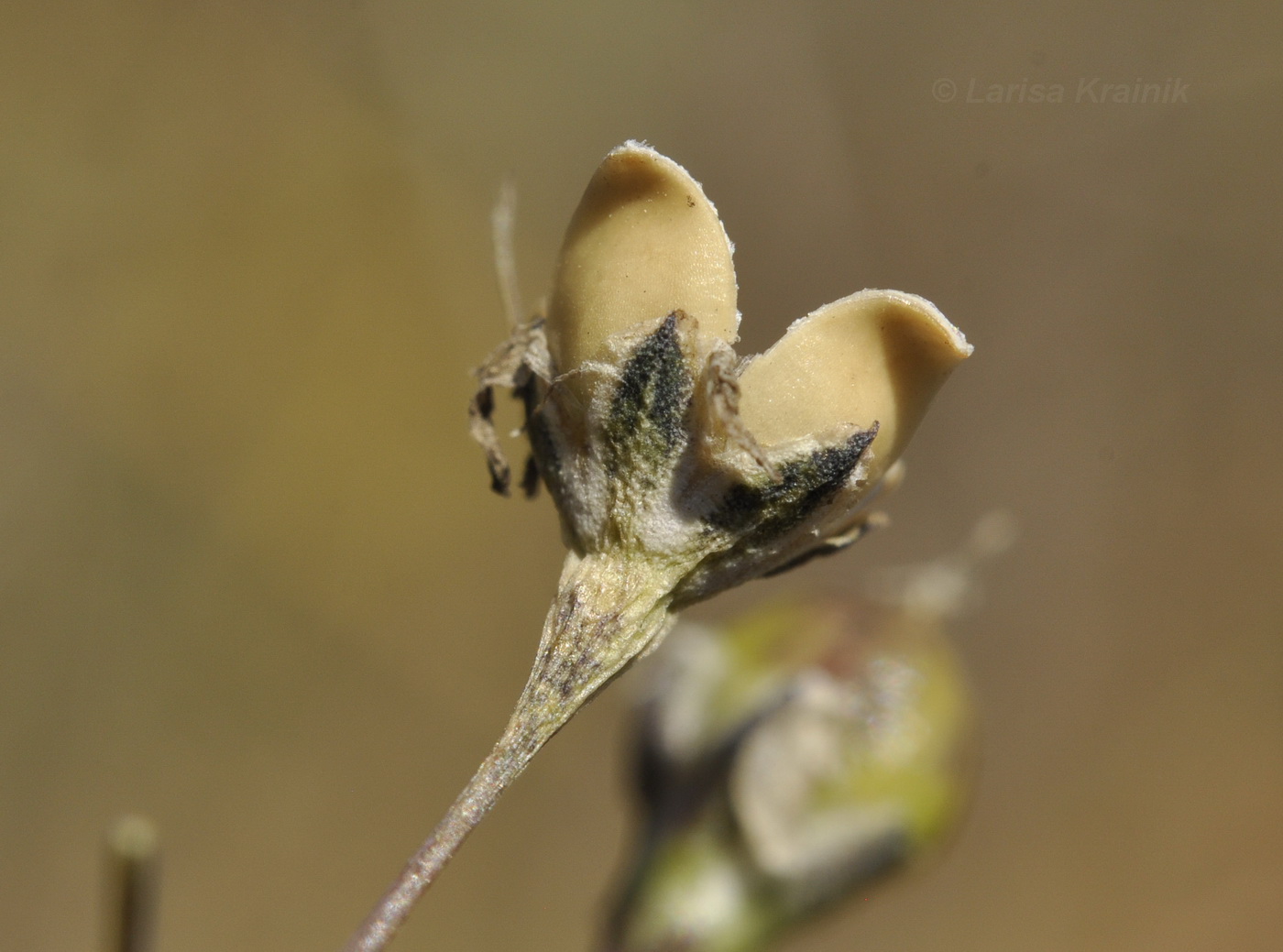 Image of Gypsophila pacifica specimen.