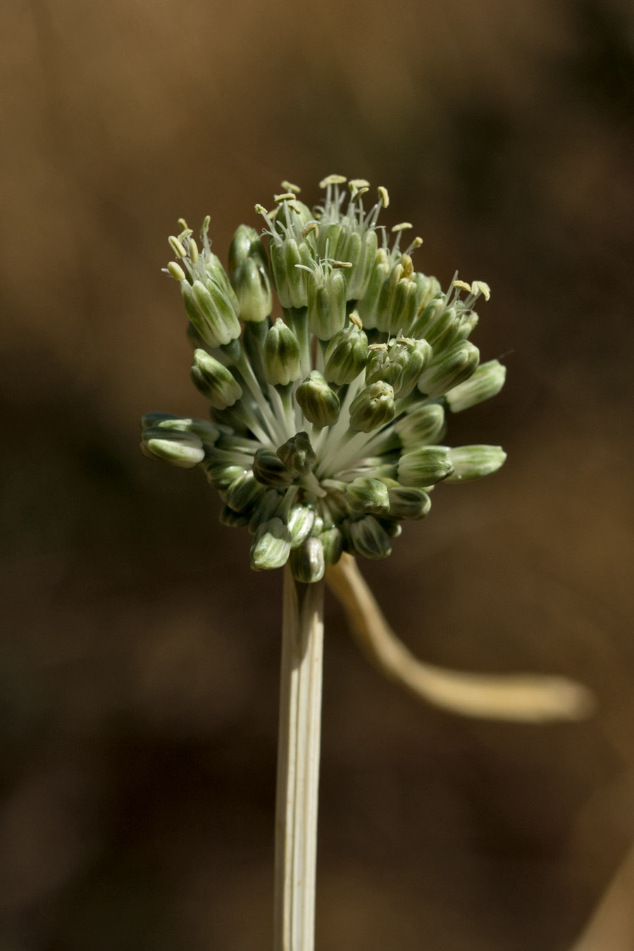 Изображение особи Allium chamaespathum.