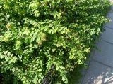 Смотреть изображение род Spiraea