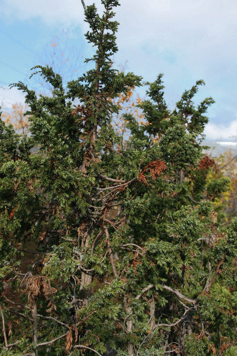 Image of Juniperus niemannii specimen.