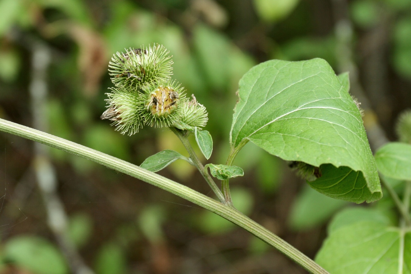 Изображение особи Arctium minus.