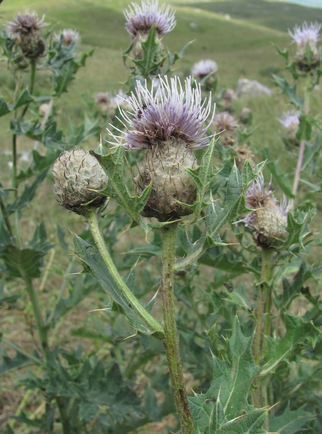 Image of Cirsium balkharicum specimen.