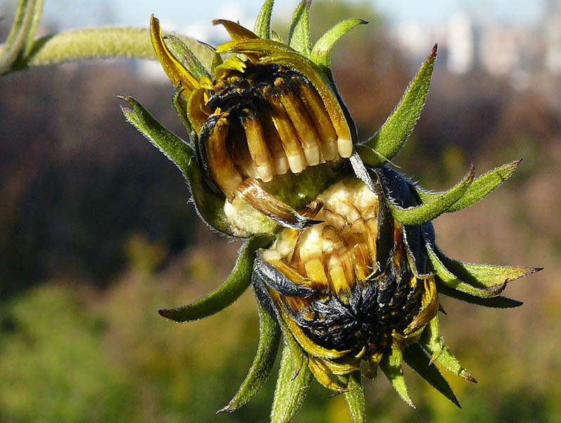 Image of Helianthus tuberosus specimen.