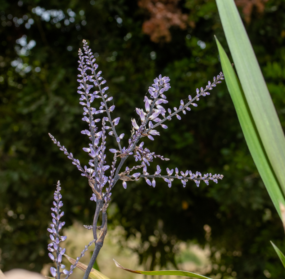 Изображение особи Cordyline stricta.