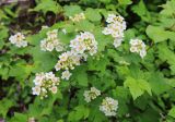 Physocarpus ribesifolia