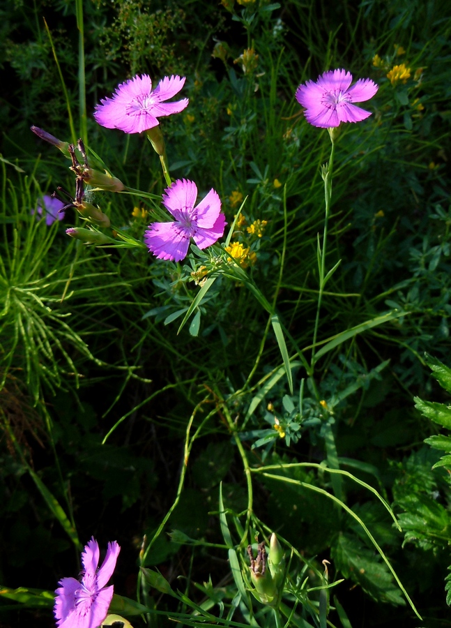 Image of Dianthus pratensis specimen.