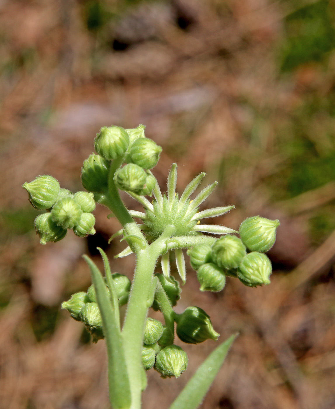 Image of Sempervivum ruthenicum specimen.