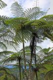 семейство Cyatheaceae. Вегетирующие растения. Малайзия, штат Паханг, р-н Рауб, Fraser's Hill, заповедник \"Jeriau Waterfall\". 02.11.2012.