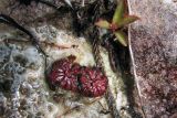 genus Drosera