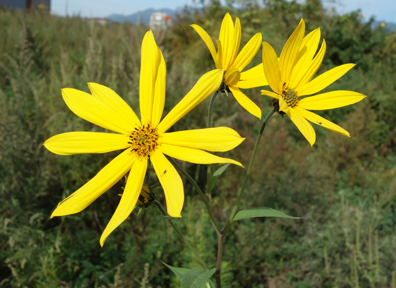 Изображение особи Helianthus tuberosus.