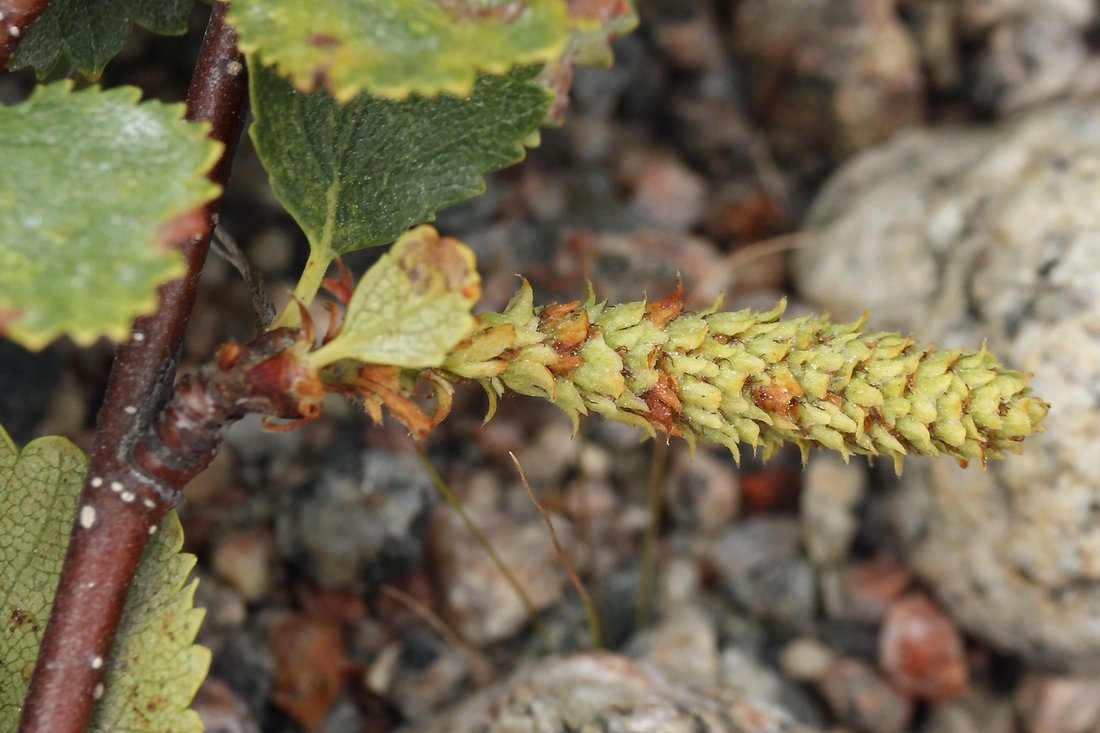 Изображение особи Betula &times; kusmisscheffii.