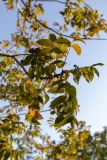 род Juglans. Верхушка побега с листьями, приобретающими осеннюю окраску. Израиль, лесопарк Шоам. 11.12.2022.