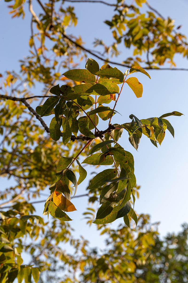 Изображение особи род Juglans.