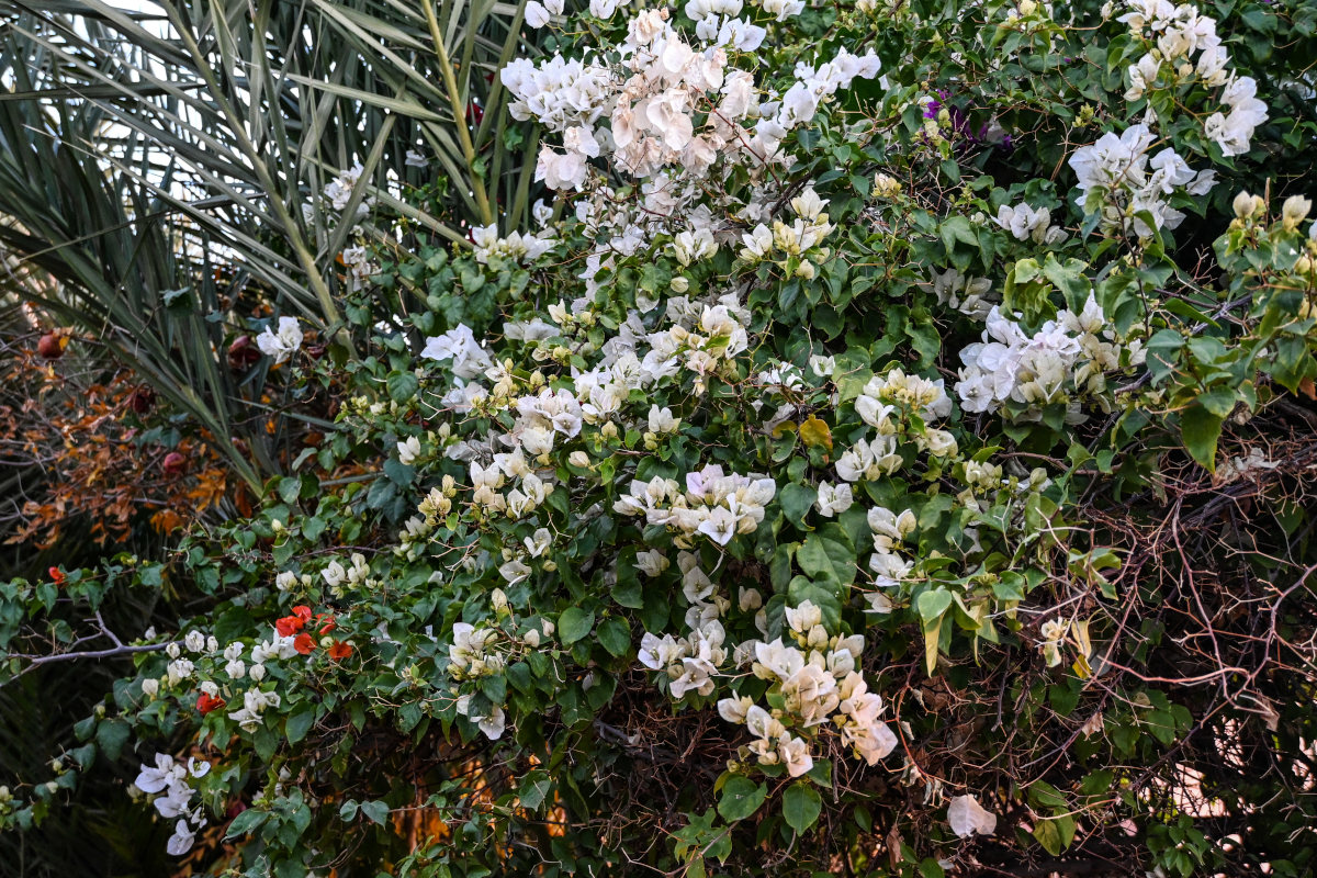 Изображение особи Bougainvillea glabra.