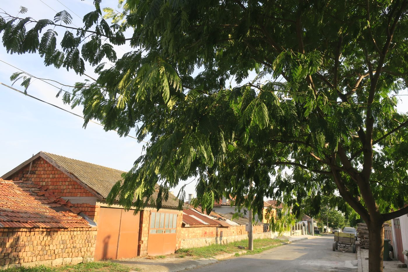 Image of Albizia julibrissin specimen.