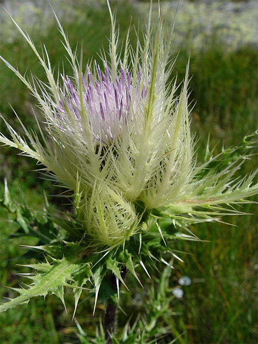 Изображение особи Cirsium obvallatum.