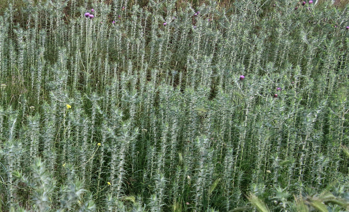 Изображение особи Carthamus lanatus.