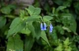 Symphytum asperum. Верхушка побега с соцветием. Северная Осетия, Алагирский р-н, Куртатинское ущелье, Кадаргаванский каньон, берег р. Фиагдон. 23.07.2022.