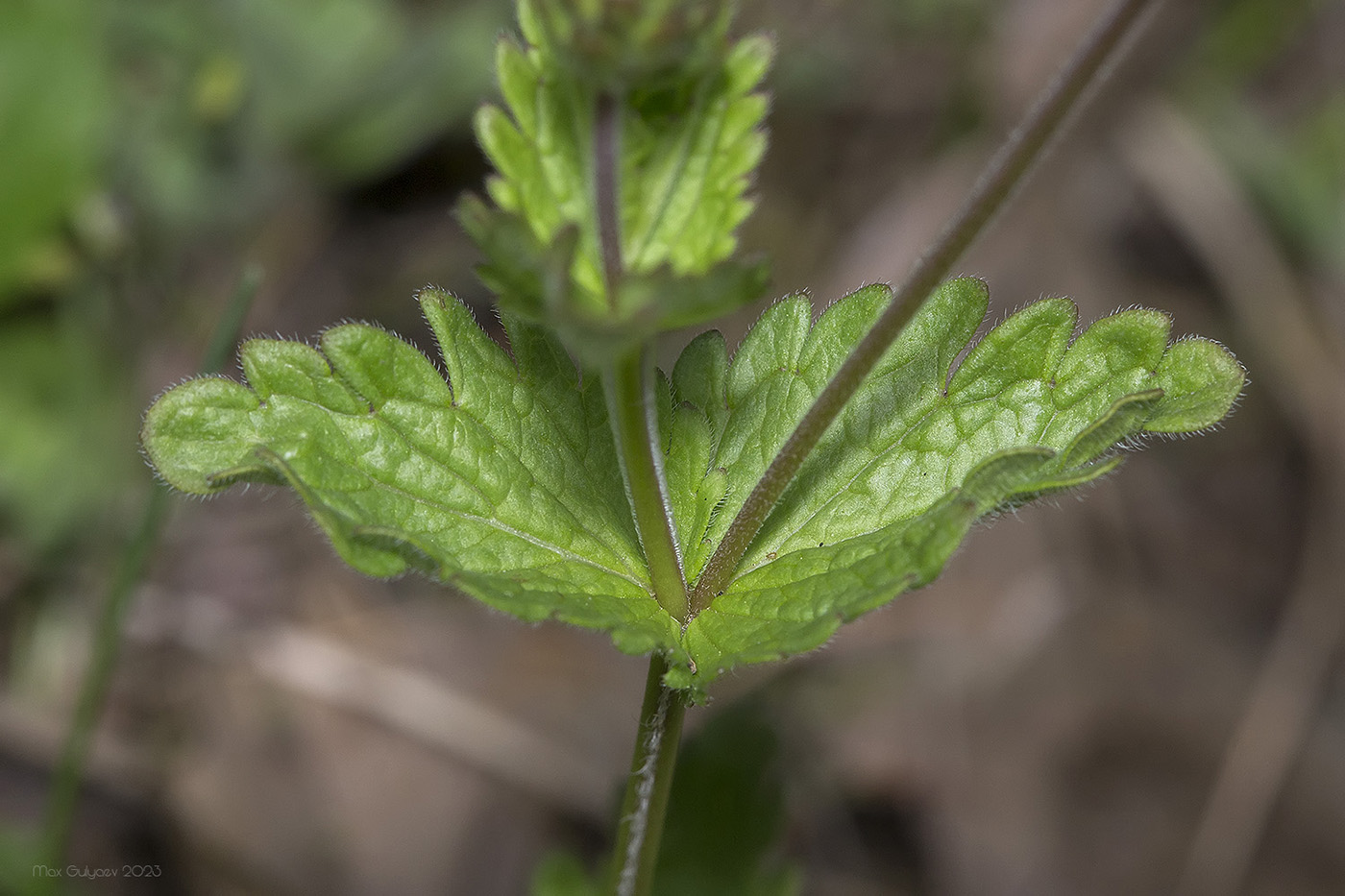 Image of Veronica vindobonensis specimen.