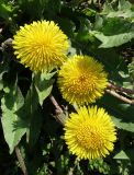 genus Taraxacum