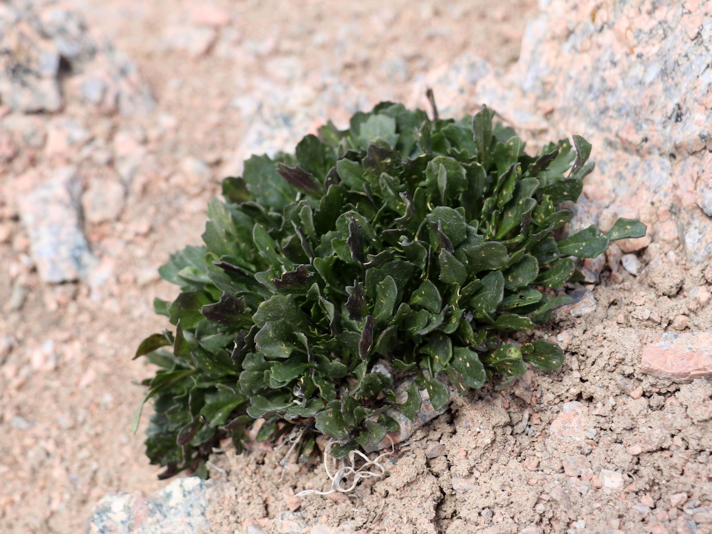 Image of Parrya maidantalica specimen.