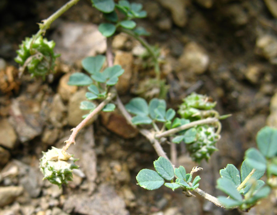 Image of Medicago daghestanica specimen.