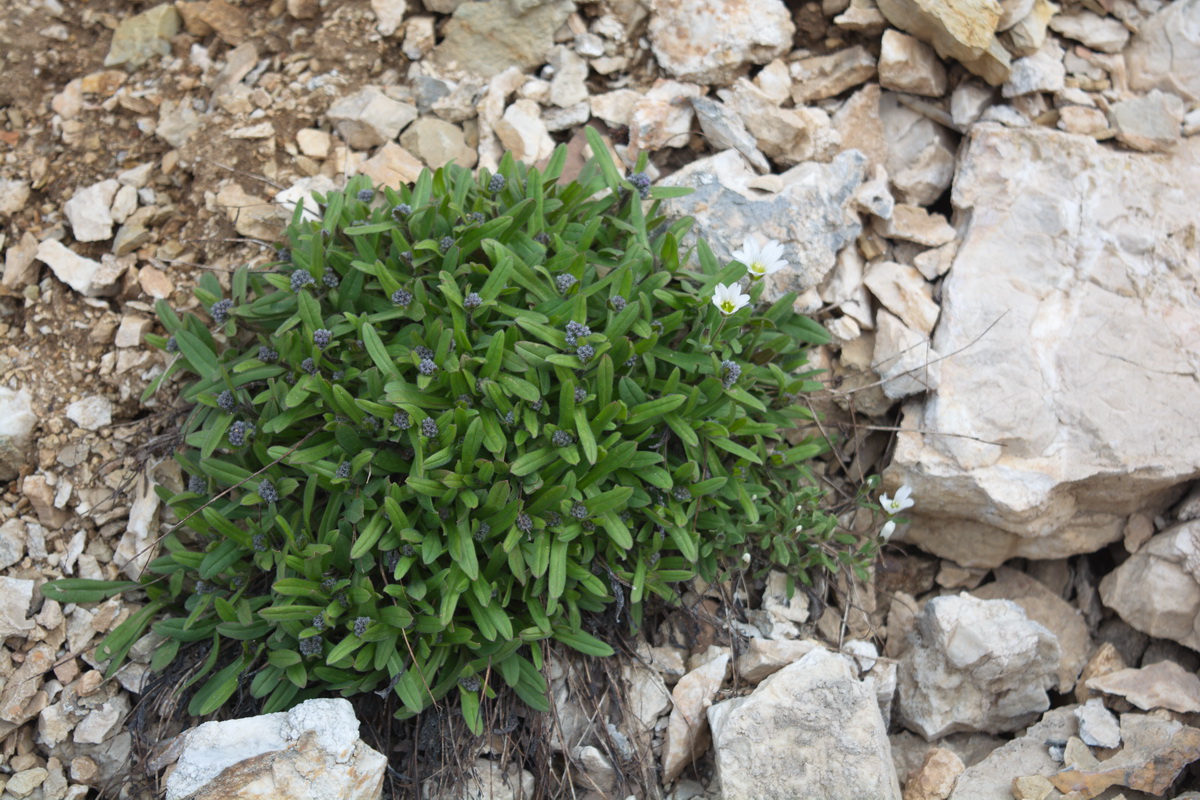 Image of Myosotis alpestris specimen.