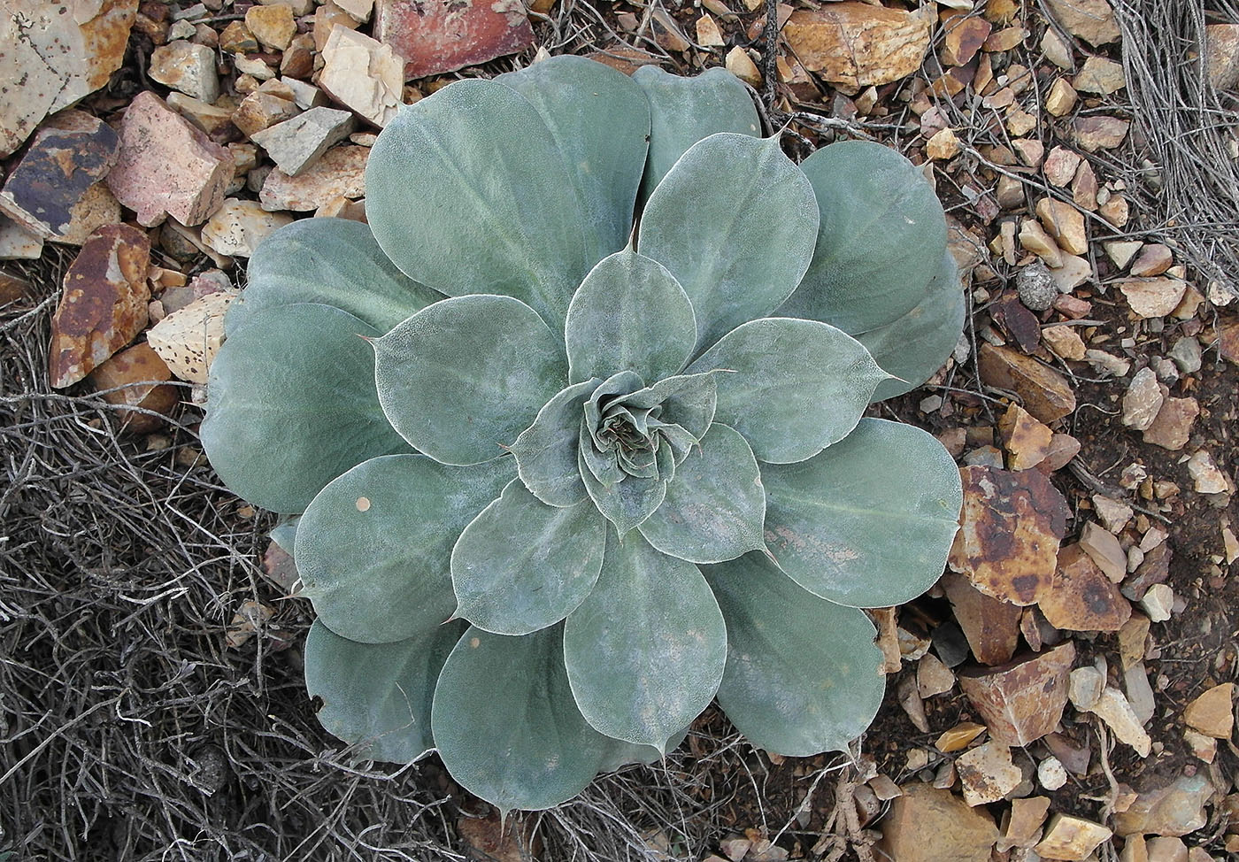 Image of Goniolimon speciosum specimen.