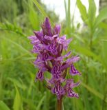 Dactylorhiza incarnata. Соцветие. Нижегородская обл., Ардатовский р-н, пос. Венец, заболоченный луг у ж. д. 17.06.2020.