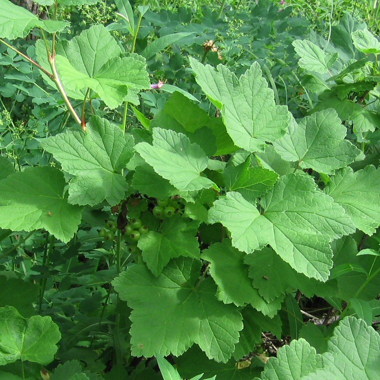 Image of genus Ribes specimen.