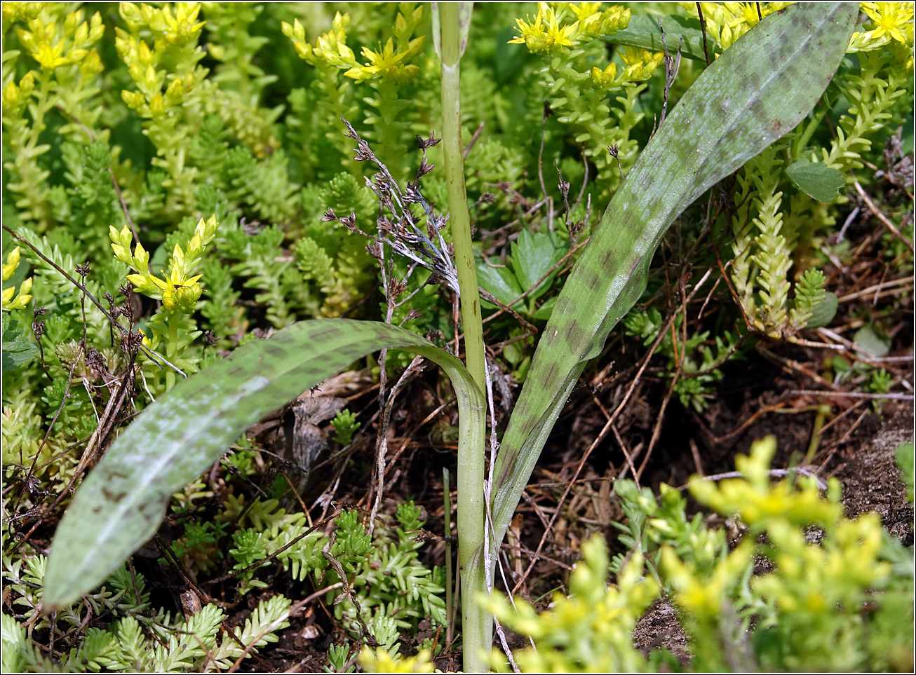 Изображение особи Dactylorhiza fuchsii.