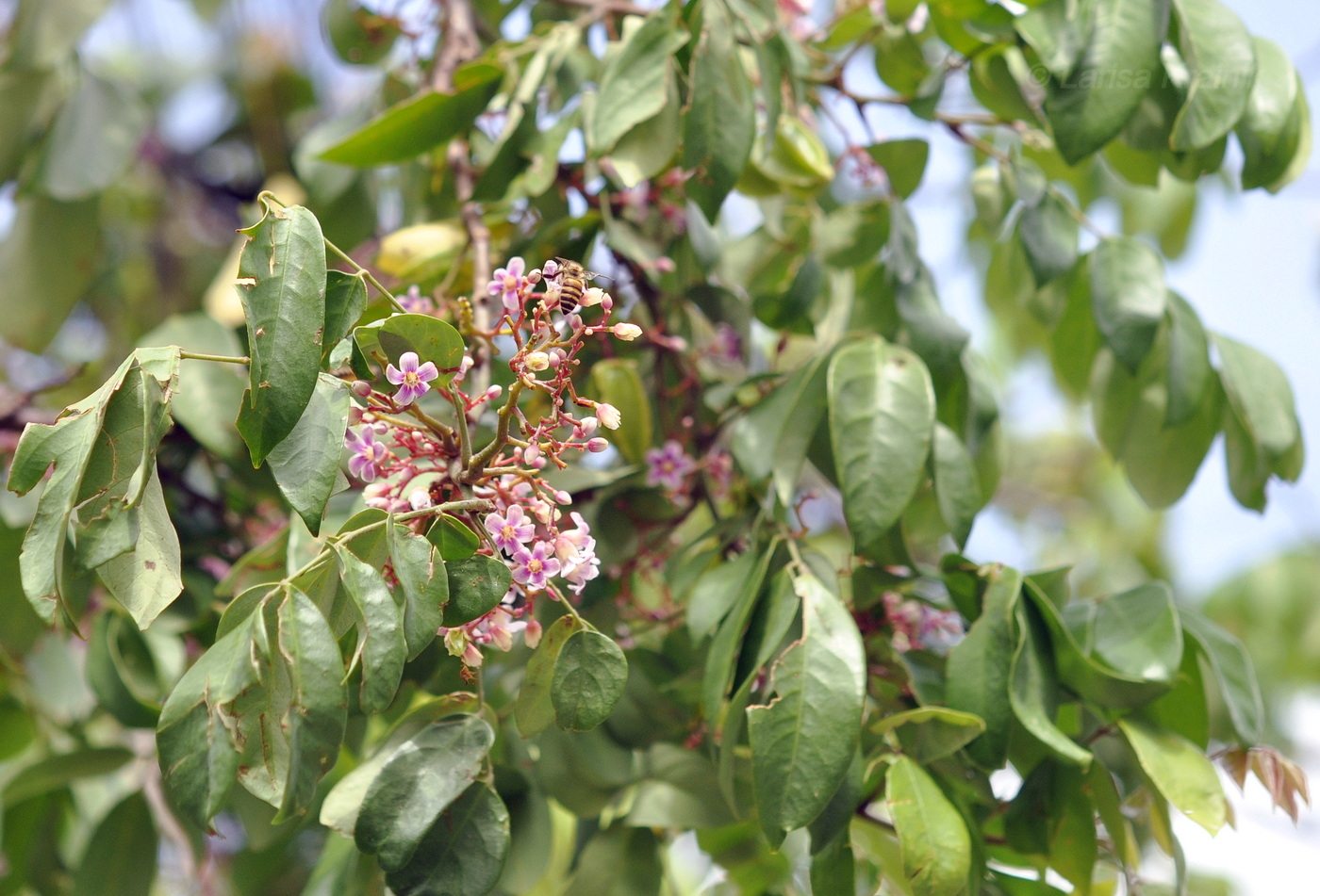 Image of Averrhoa carambola specimen.