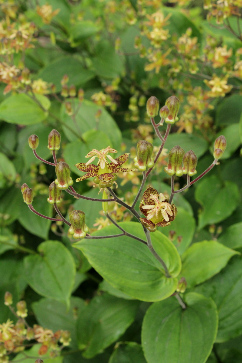 Image of Tricyrtis puberula specimen.