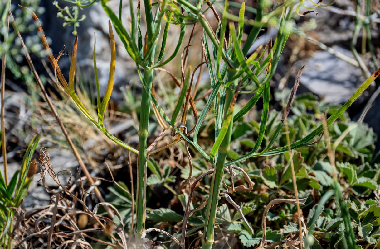 Image of Falcaria vulgaris specimen.