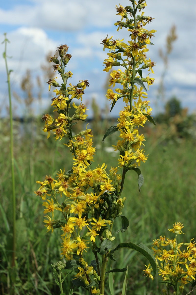 Image of Solidago virgaurea specimen.