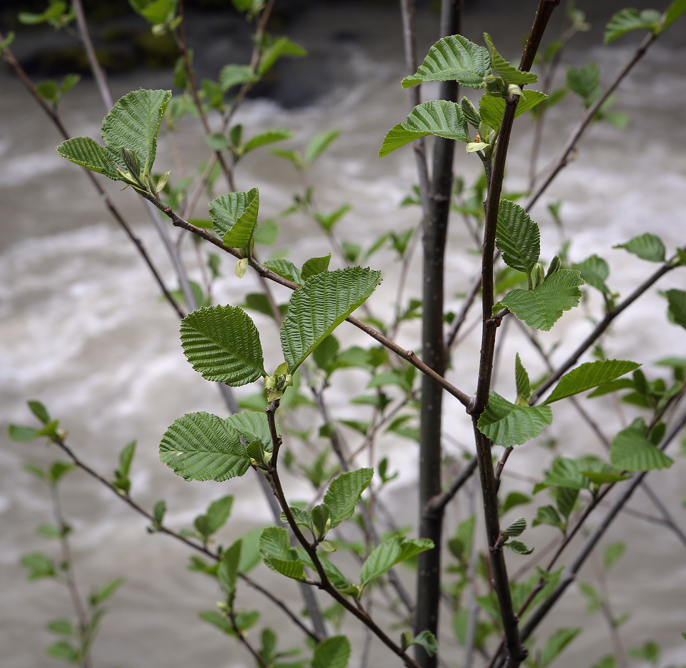 Изображение особи Alnus glutinosa.