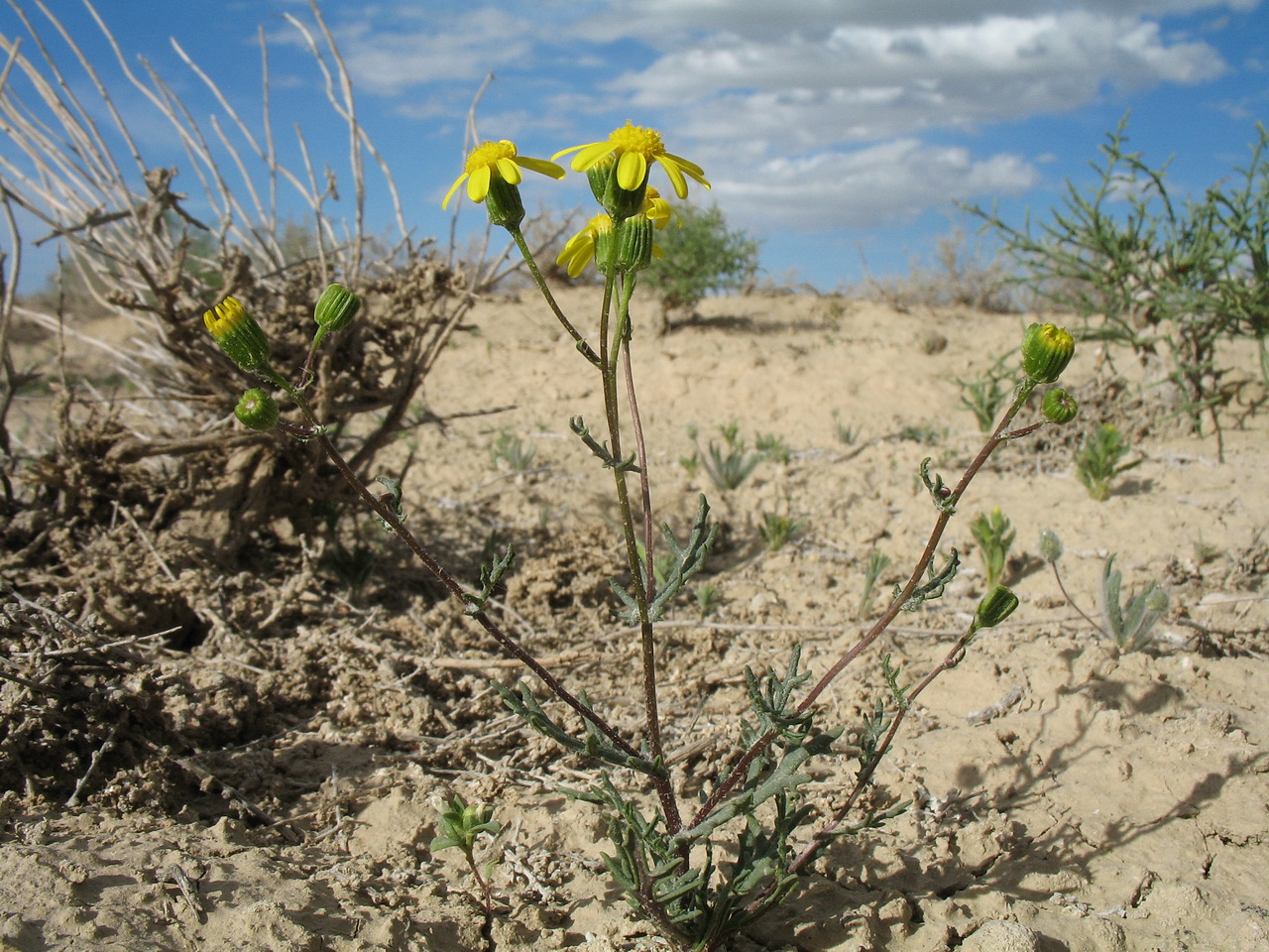 Image of Senecio noeanus specimen.