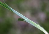Carex nikolskensis