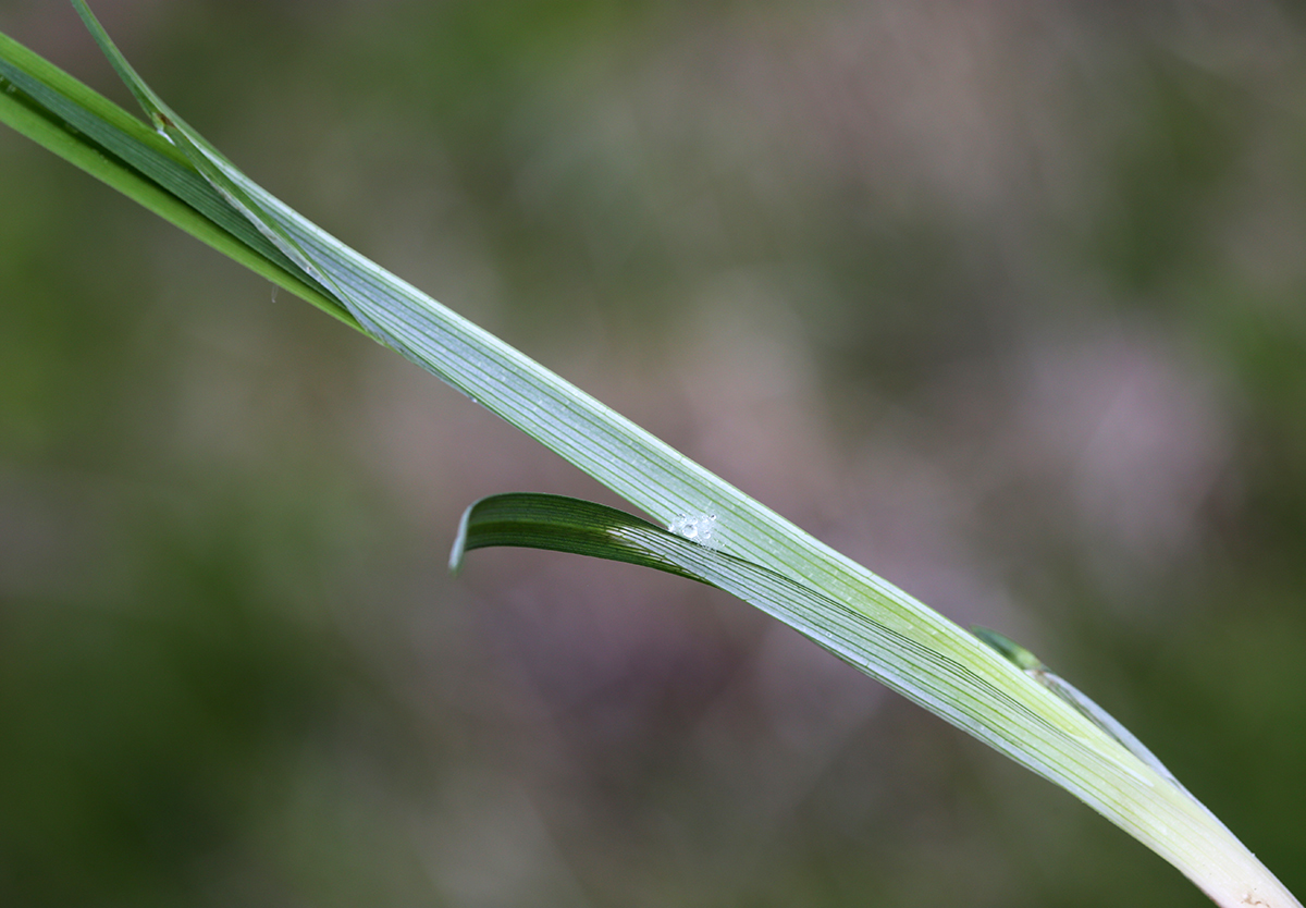 Изображение особи Carex nikolskensis.