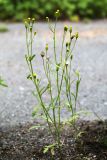 Senecio dubitabilis