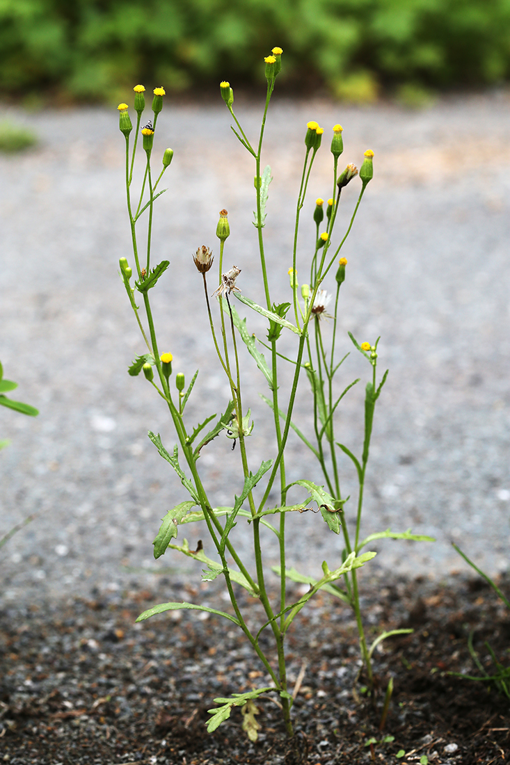 Image of Senecio dubitabilis specimen.