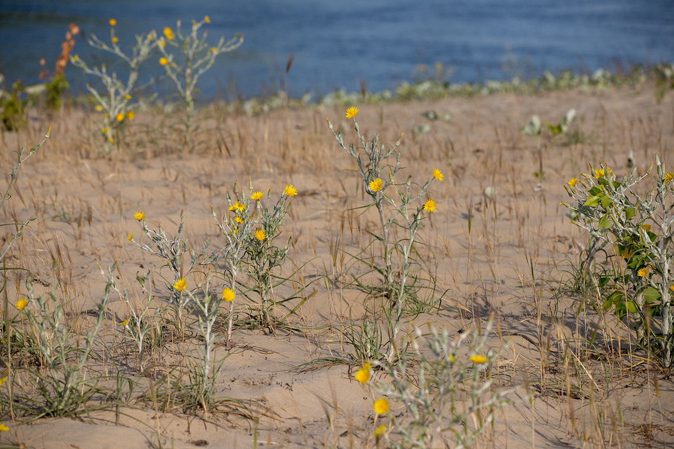 Изображение особи Tragopogon ucrainicus.