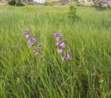 Campanula praealta. Цветущие растения. Краснодарский край, м/о Анапа, окр. пос. Супсех, луговой участок вдоль тропы на склоне горы. 04.06.2021.