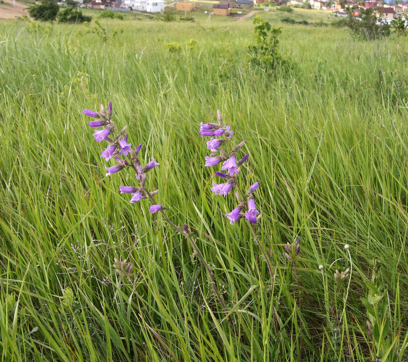 Image of Campanula praealta specimen.