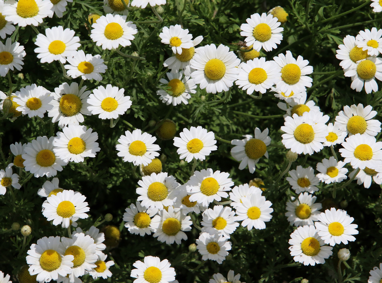 Image of Anthemis ruthenica specimen.